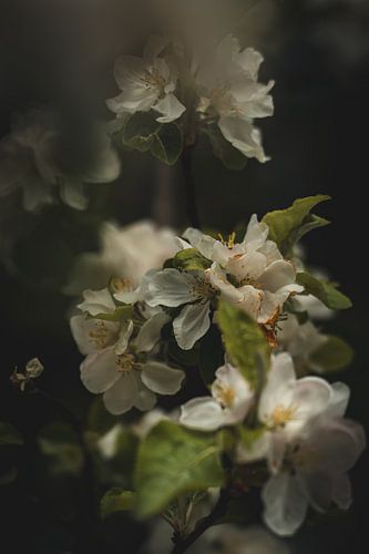 White flowers by Tamara S.