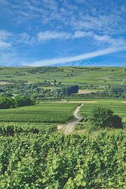 Paysage viticole de la Rhénanie sur Peter Eckert