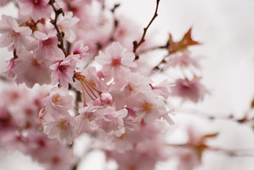 Prunus bloesem von Margreet Frowijn