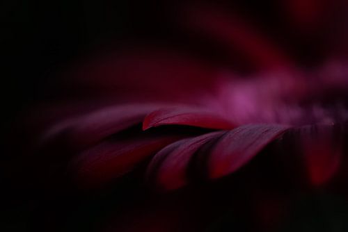 Still life flower full of color
