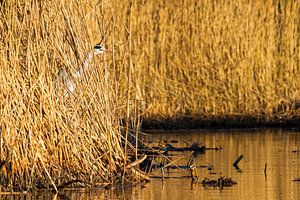 Camouflage reiger van Dennis van de Water