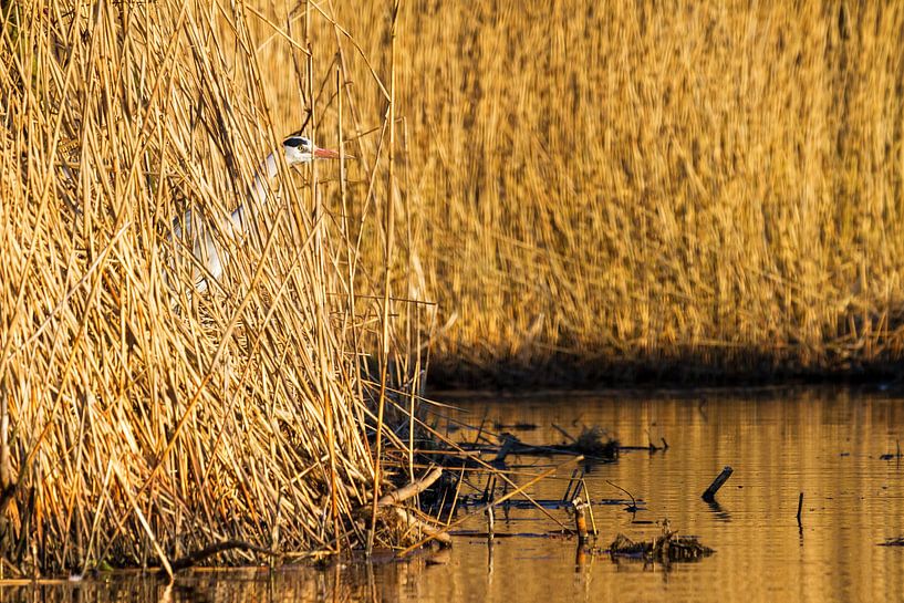 Heron camouflage by Dennis van de Water