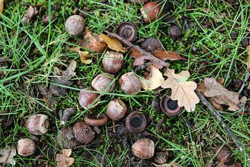 acorns leaves leijpark tilburg - french hides