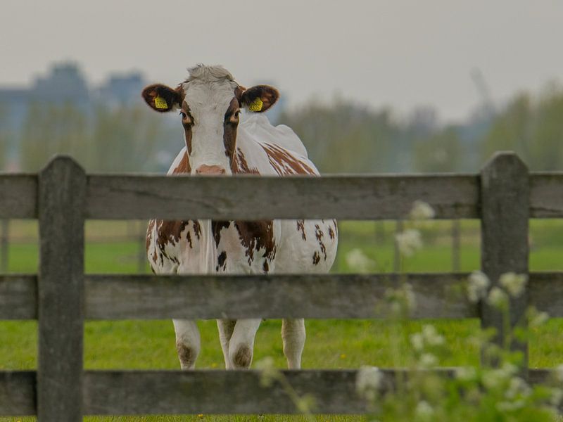Cow on the lookout by Karen de Geus