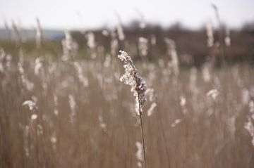 riet in de zon