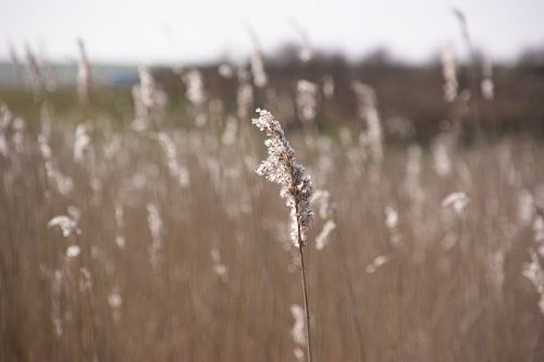 riet in de zon
