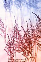 Paysage de neige avec des herbes