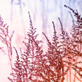 Paysage de neige avec des herbes sur Tot Kijk Fotografie: natuur aan de muur