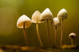 Paddenstoelen by Harmen van Twillert