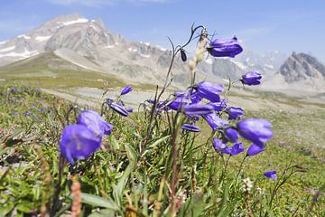 Mont Blanc: Een spectaculaire langeafstandswandelroute door Frankrijk, Italië en Zwitserland - vol gletsjers, bergtoppen, alpenweiden en prachtige bergmomenten. van Miriam Schwarzfischer Fotografie