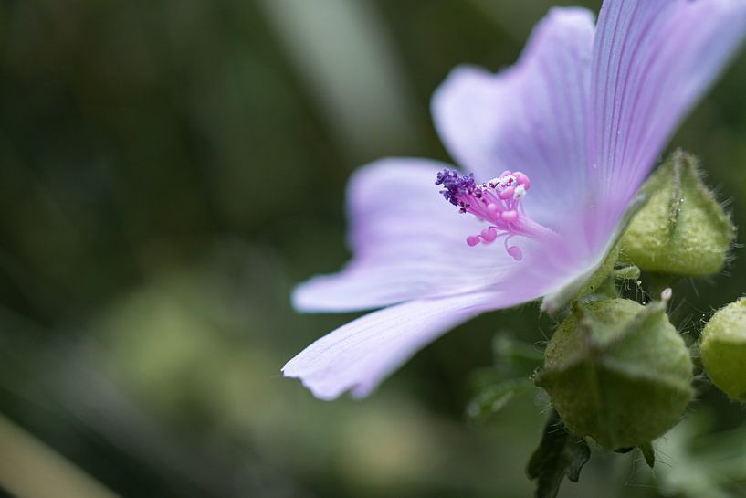 Muskus mallow-2 van Mi Vidas Fotodesing