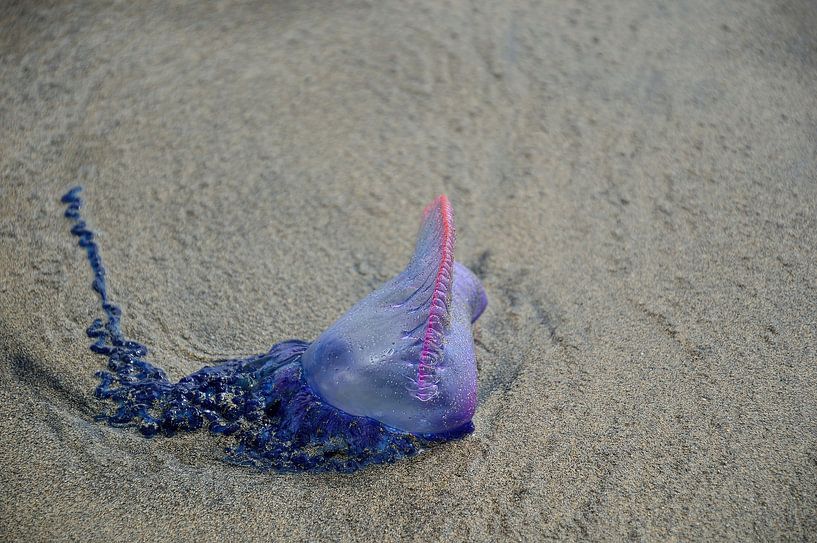 Portugese man o&#039; oorlog van Frank's Awesome Travels