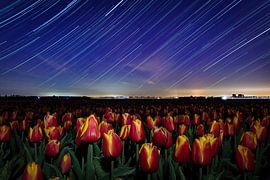 "Tulpen dansend in de nacht" van StephanvdLinde