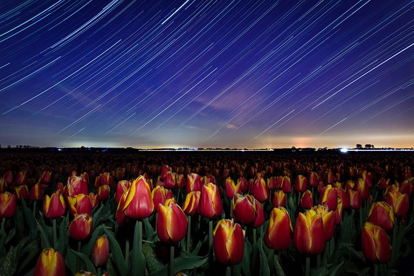 "Tulpen dansend in de nacht" van StephanvdLinde
