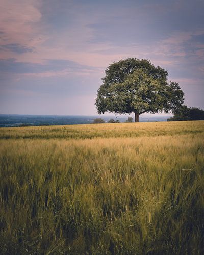 De oude eik in het veld