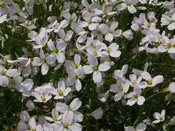 Whitsun flowers by Wim vd Neut