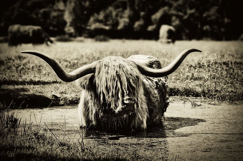 Scottish highlander takes a bath by Miny'S
