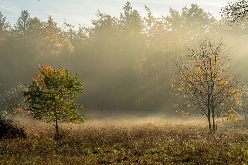 Foggy morning. by René Jonkhout