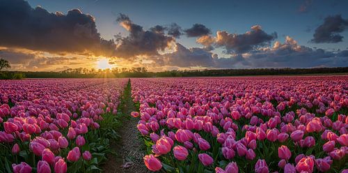 Field of tulips at sunset