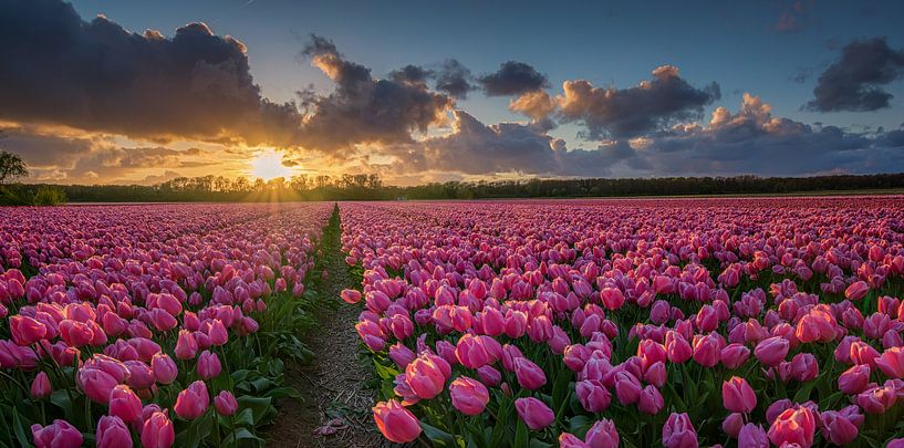 Veld met tulpen bij zonsondergang van Toon van den Einde