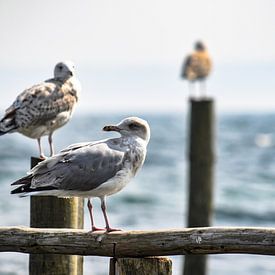 Zeemeeuwen aan de steiger in Vitt van GH Foto & Artdesign