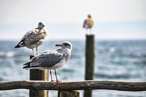 Zeemeeuwen aan de steiger in Vitt