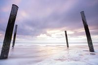 Palendorp Petten