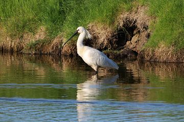 Löffler (Platalea leucorodia) Texel Holland