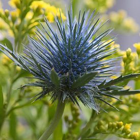 Blue thistle with a yellow goldenrod background by Jolanda de Jong-Jansen