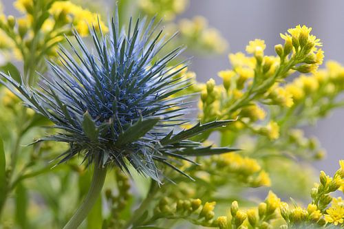 Blauwe distel met een gele Guldenroede achtergrond