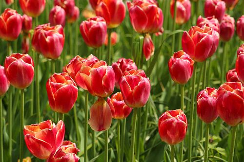 Bloemen die mooi in bloei staan.