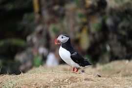 Puffin closeup by Melissa Kuijpers