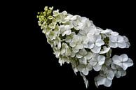 Eikenblad hortensia. von Tilly Meijer Miniaturansicht