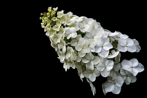 Eikenblad hortensia.
