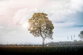 Light-filled tree magic by ARTworks77