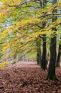 Herbst im Wald von Ricardo Bouman Fotografie