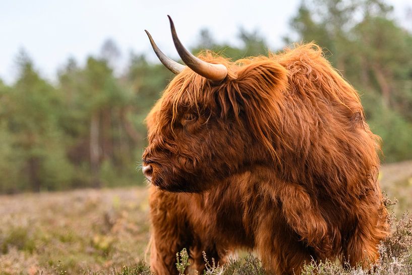 Portrait d'un bovin Highlander écossais dans la réserve naturelle du Veluwe par Sjoerd van der Wal Photographie