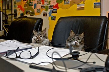 Cats in travel agency by Robert van Willigenburg