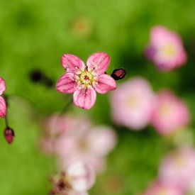 Saxifraga by Thomas Poots