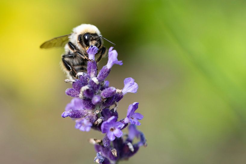 Bumblebee on flowering lavender by Karen van Gerner