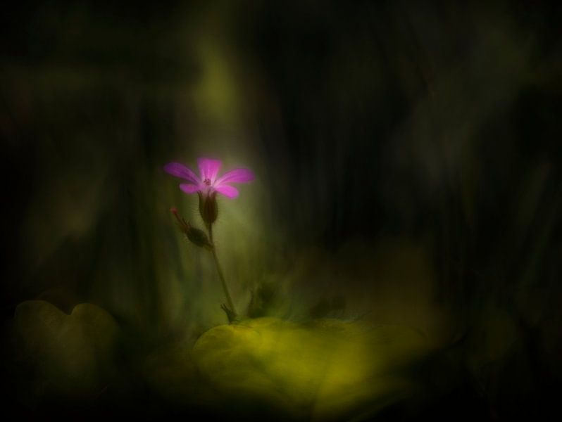 In the spotlight by Remco loeffen