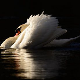 Dreigende zwaan in warm licht van Latifa - Natuurfotografie