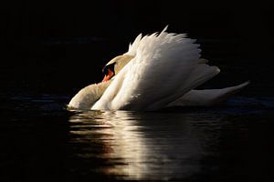 Dreigende zwaan in warm licht van Latifa - Natuurfotografie