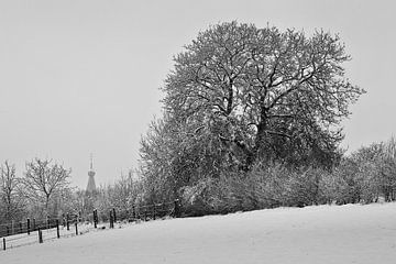 Majestueuze boom van Rob Boon