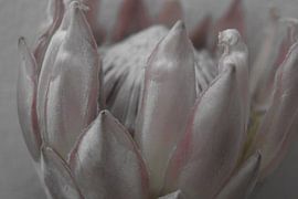 Protea 4 by Carla Mesken-Dijkhoff