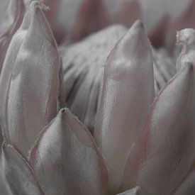 Protea 4 sur Carla Mesken-Dijkhoff