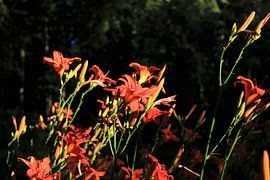 Lilien von Thomas Jäger