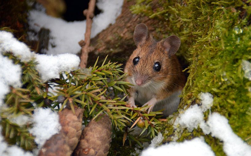 Neugierige Maus van Wiltrud Schwantz