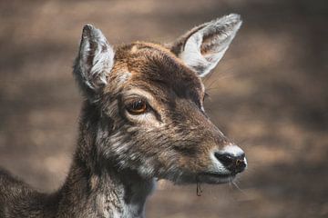 Close up van een hert met kastanjebruine ogen van Lennart ter Harmsel