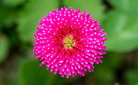Gros plan sur la tête d'une marguerite rose, vue de dessus sur Milcho Milev